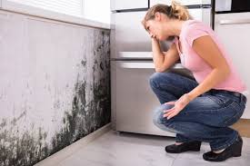 Best Environmental Consulting for Mold Prevention in USA